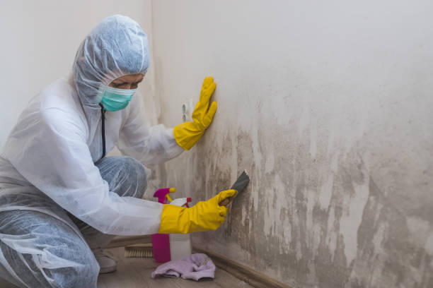 Best Bathroom Mold Remediation in Nipomo, CA