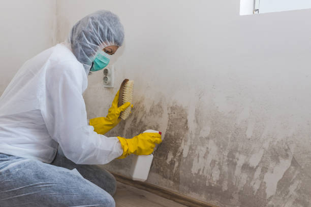 Best Industrial Mold Remediation in Nipomo, CA