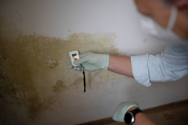 Best Basement Mold Remediation in Nipomo, CA