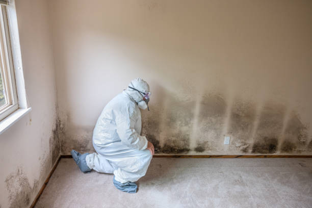 Best Crawl Space Mold Remediation in Nipomo, CA