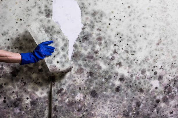 Best DIY Mold Remediation Support Services in Nipomo, CA